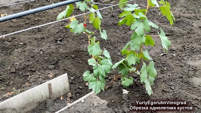 ? Как я буду ОБРЕЗАТЬ ОДНОЛЕТНИЙ ВИНОГРАД в этом году. Обрезка не для ЖАДНЫХ виноградарей!