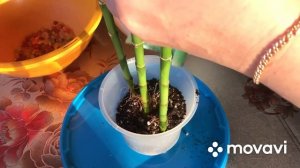 «Бамбук счастья» посадка в грунт?