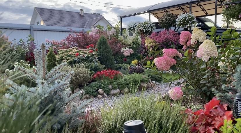 Обзор Хвойных растений и Вересков/ Мои новиночки/ Посадка вереска!?????? смотреть онлайн