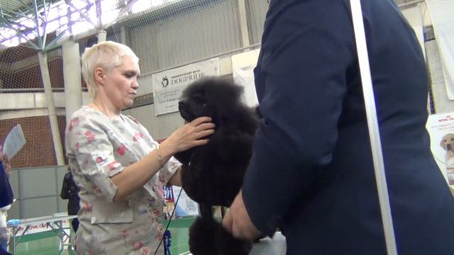 82 Моно пуделей 27.04.2019. Екатеринбург. смотреть онлайн