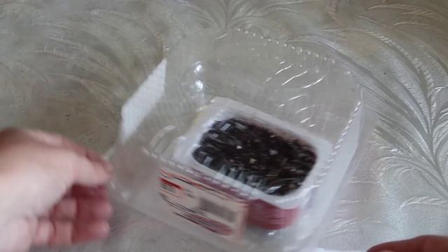 Шеффлера (Schefflera) : выращивание из семян в домашних условиях.Часть 1-я смотреть онлайн