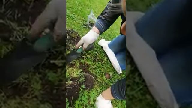 Обработка участка от кротов от компании СЭС Служба Экомастер в Ленинградской области смотреть онлайн