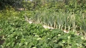 Какие оставлять «усы» на клубнике  для размножения сорта.
