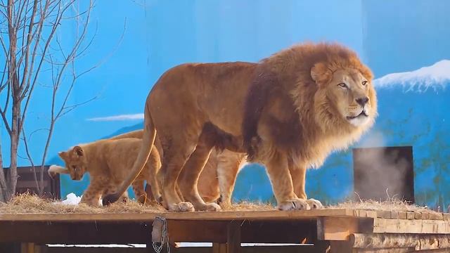 Прайд львов зоопарка Садгород уже на прогулке ❤️ смотреть онлайн