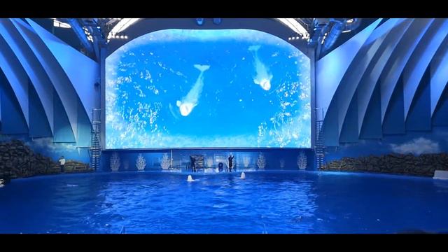 Владивосток океанариум + дельфинарий