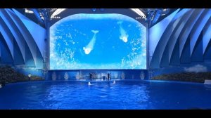 Владивосток океанариум + дельфинарий