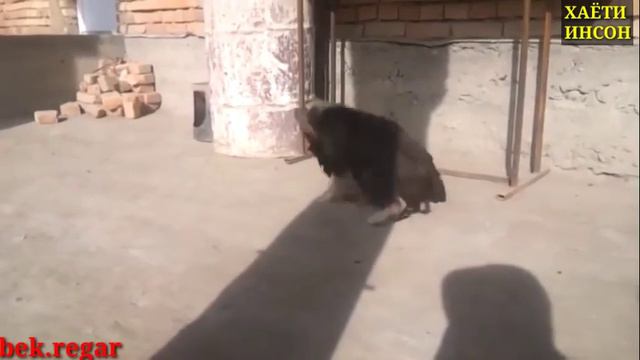 ХУРОЗ ВА ИТ ЖАНГИ.🤪🤣🤦♂️COCK AND DOG BATTLE. БОЙ ПЕТУХА И СОБАКИ. смотреть онлайн