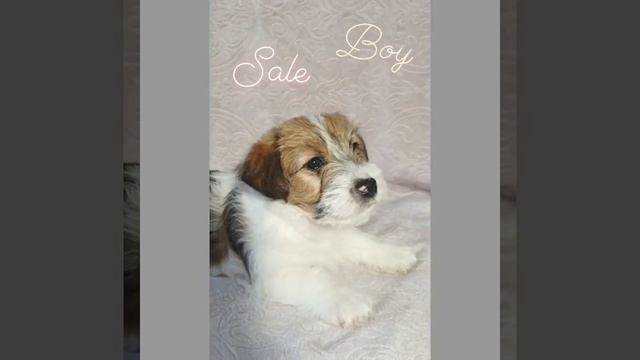 Щенок Мальчик продажа! смотреть онлайн