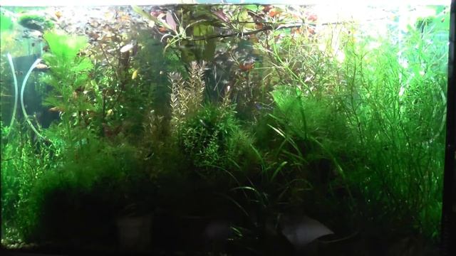 Миф 2. Грунт обязательно надо сифонить. смотреть онлайн