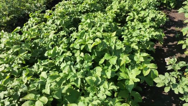 Очень красивые кусты нового сорта картофеля Мистерия смотреть онлайн