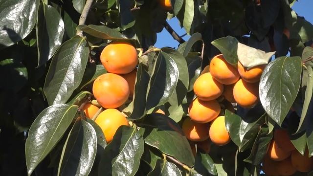 Хурма | Как это сделано | Kaki/Persimmon смотреть онлайн