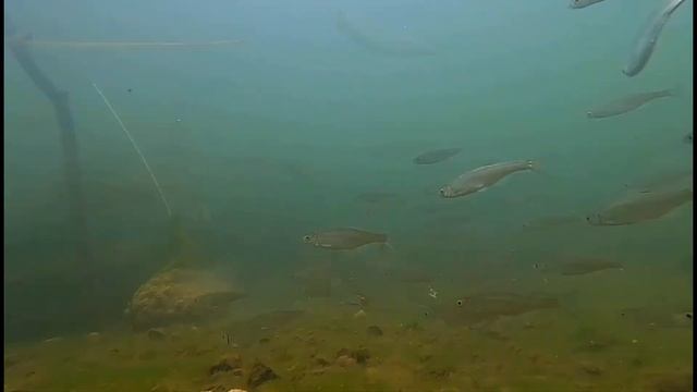 Снимаем какую рыбу приманила сетка с комбикормом. Съемка под водой смотреть онлайн