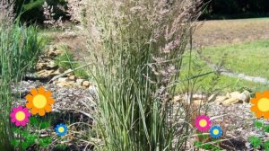 Вейник остроцветковый Overdam. Краткий обзор, описание характеристик, где купить саженцы, крупномер