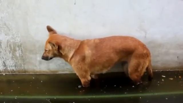 Собака чючють вырубилась (0_о) смотреть онлайн