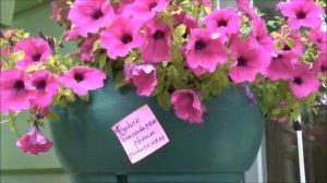 Видео-пожелание от учителей выпускникам 2018