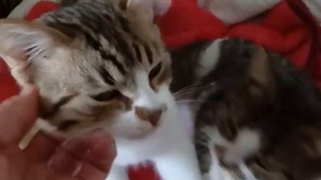Возьмите котенка в добрые руки бесплатно смотреть онлайн