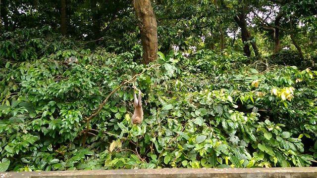 Monkey Forest Ubud Bali | Бронировать/ купить тур из Калининграда, Польши Тел. +7(4012)900095 смотреть онлайн