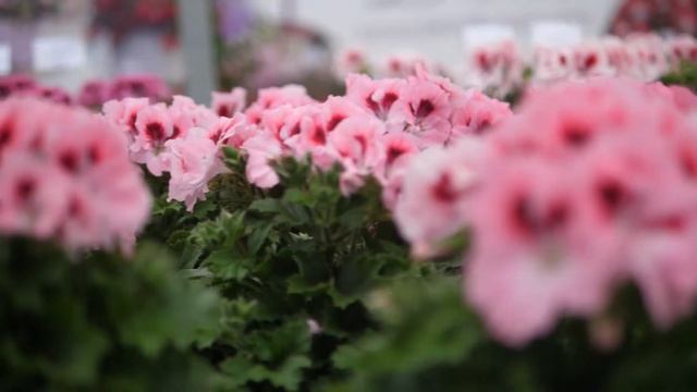Pelargonium Grandiflorum Elegance David - Garden Plant with Flowers in spectacular Colours смотреть онлайн