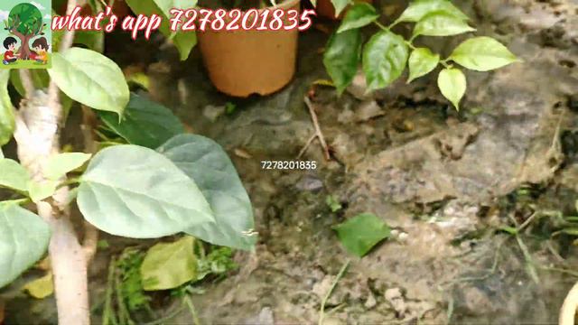MULTI COLOUR BOUGAINVILLA PLANTS AVAILABLE... CHEPAST PRICE..# MULTI COLOUR #bougainvillea #new смотреть онлайн