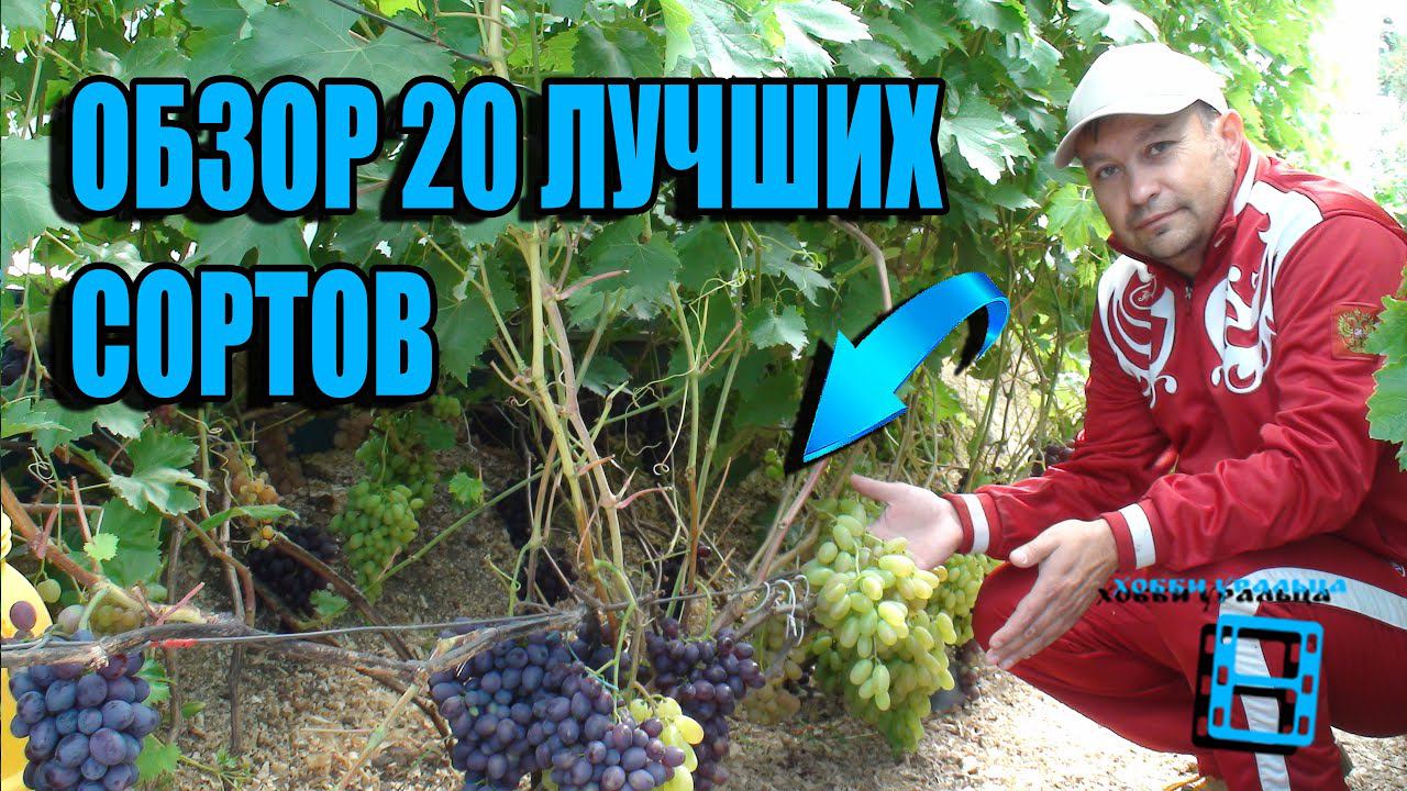 ВИНОГРАД ОПИСАНИЕ 20 СОРТОВ В ТЕПЛИЦЕ. КАК СЕБЯ ПОКАЗАЛИ ЮЖНЫЕ СОРТА ВИНОГРАДА В СЕВЕРНЫХ УСЛОВИЯХ? смотреть онлайн