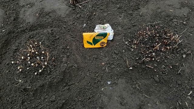 ОСЕННИЙ УХОД ЗА ПИОНАМИ. ОБРЕЗКА. ПОДКОРМКА. смотреть онлайн