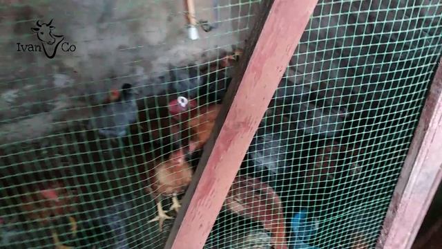 Результат выращенных кур от СВК-Полтавский инкубатор Французской линии Сассо ( Sasso) смотреть онлайн