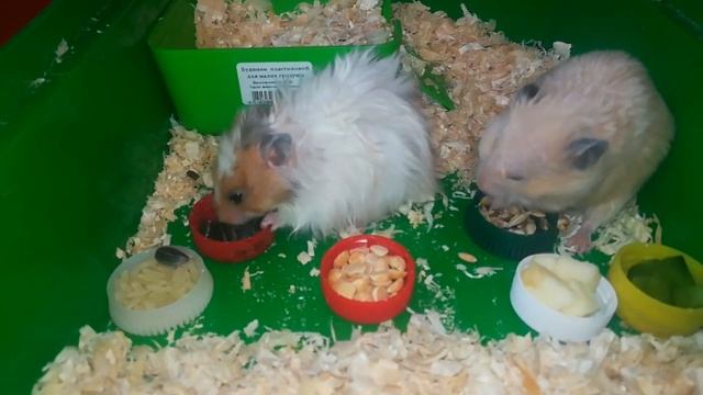 Питание для хомяков. Что едят хомяки? смотреть онлайн