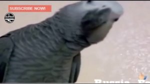 умный попугай
