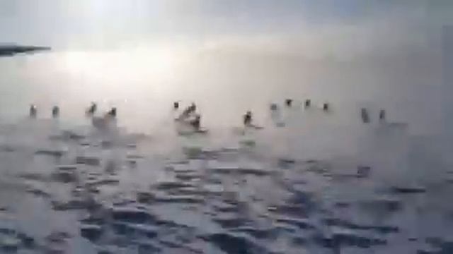 Зайцы убегает от снегохода смотреть онлайн