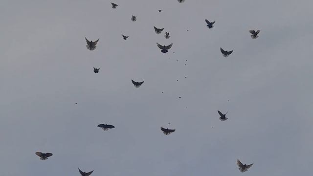 Николаевские голуби в Ялте Дон. обл.2023г. смотреть онлайн