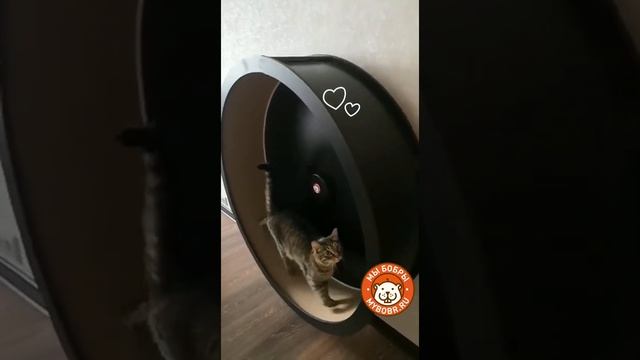Ура! Есть видео со звуком работающего колеса!!! смотреть онлайн