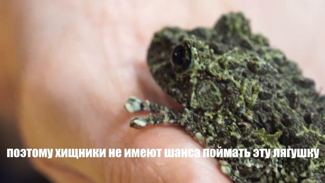 Лишаистый веслоног смотреть онлайн