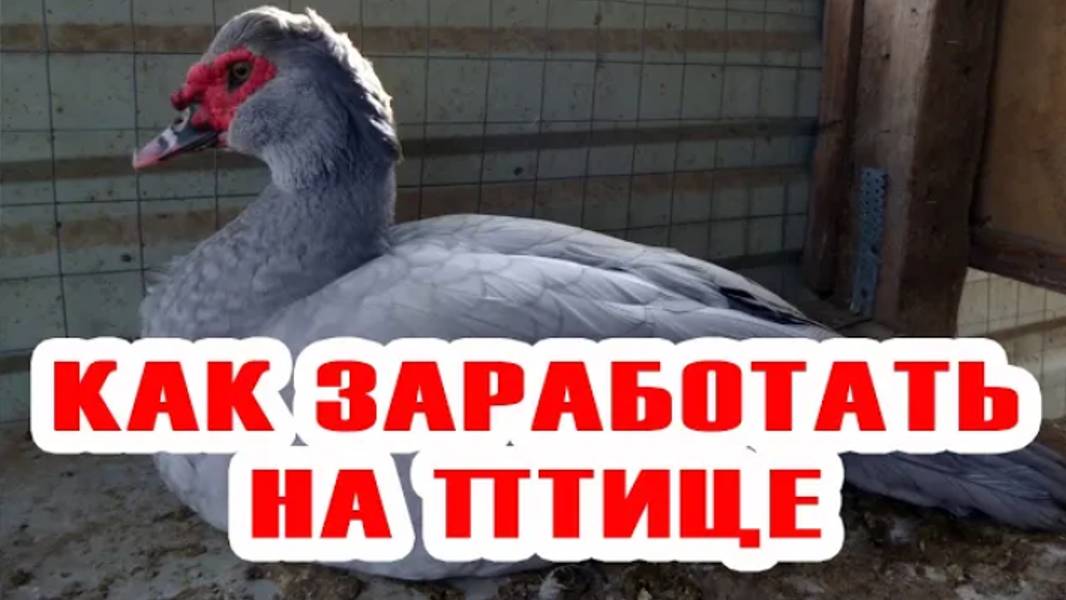 Утиный бизнес: как выгодно продать выращенную птицу Лучшие советы, для быстрой продажи птицы. смотреть онлайн