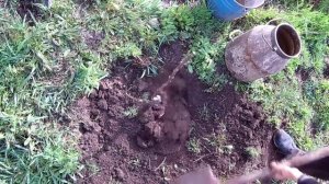 Выращивание хурмы в суровом климате / Сорт Мидер не вымерзает при - 30