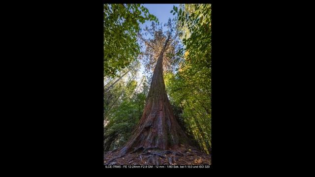 Mammutbaum Fotografie mit dem Sony 12-24mm f2.8 смотреть онлайн