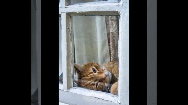 Котейки. ВЗАПЕРТИ ! смотреть онлайн