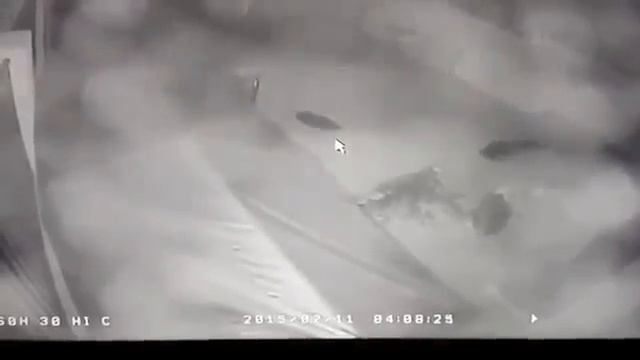 Leopard Vs Pitbull Leopard Fight