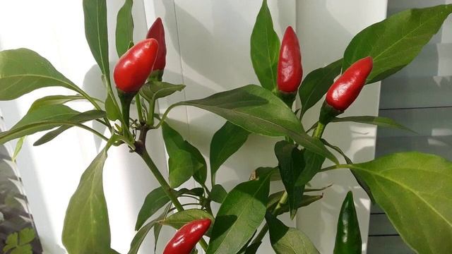 Как вырастить острый перец на подоконнике