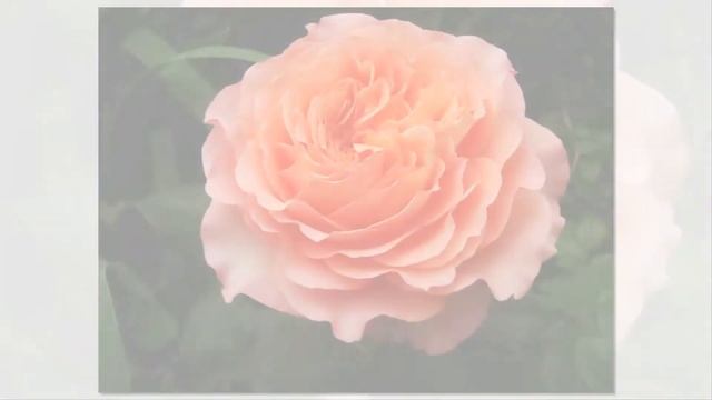 Albrecht Durer Rose Tantau смотреть онлайн