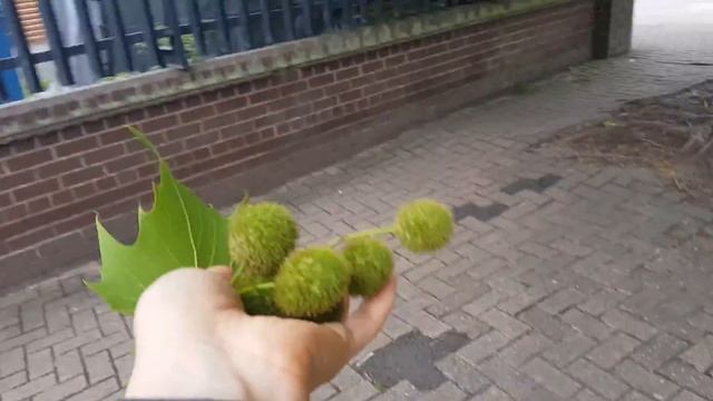 Platan Nasiona drzewa. смотреть онлайн