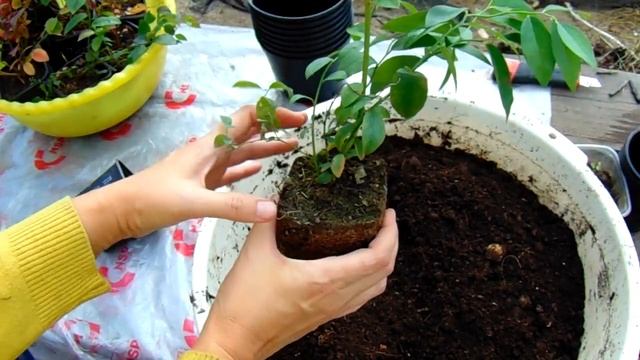 РАСПАКОВКА ПОСЫЛКИ С ГОЛУБИКОЙ . КАК БУДУ СОХРАНЯТЬ ПОЛУЧЕННЫЕ РАСТЕНИЯ . смотреть онлайн