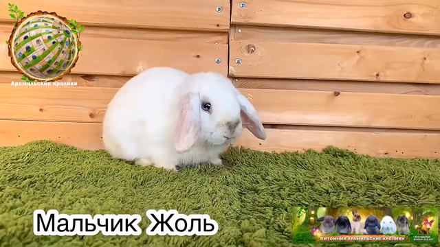 Мальчик Жоль карликовый кролик смотреть онлайн