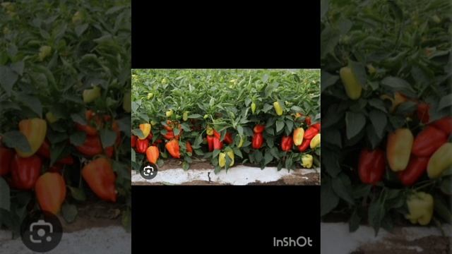 Ознайомлення з природним довкіллям Тема:"Ходить гарбуз по городу". смотреть онлайн