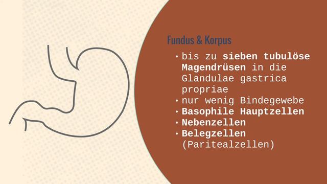 Histologie des Magens - Erklärung der Kardia / Fundus / Körper / Wandaufbau (Gaster) смотреть онлайн