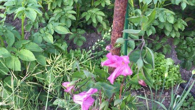 Клематисы Blue Sensation, Алёнушка, Память Сердца смотреть онлайн