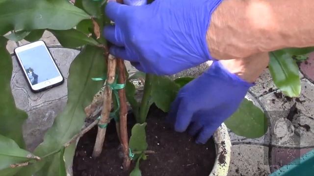 ОКСИПЕТАЛУМ, ПРИНЦЕССА НОЧИ! ЭПИФИЛЛУМ Epiphyllum oxypetalum! смотреть онлайн