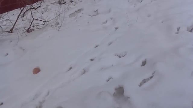 Свинарник в Кемерово №2 (17.03.15) смотреть онлайн