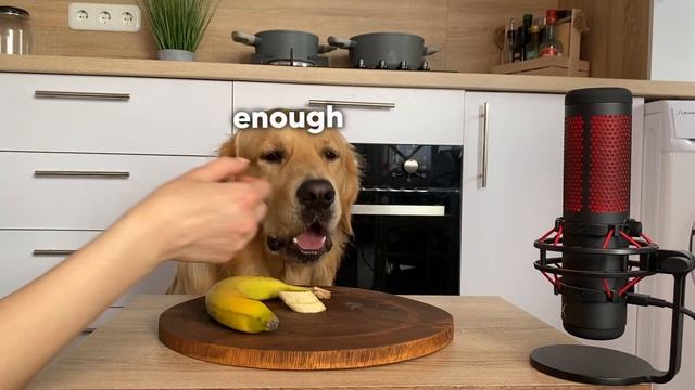 Dog Reviewing Different Types of Food | Leo Taste Test #1 смотреть онлайн