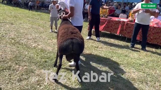 10 МИҢ ДОЛЛАРЛЫК КОЧКОРЛОР КЕЛДИ // 1 КОЧКОРГО 1 ФИТ АЛМАШАТ ЭКЕН