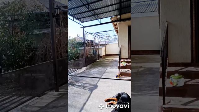 Ротвейлер Грета и Белочка,что делали мои хвостики-сегодня)) смотреть онлайн